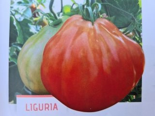 Tomate Liguria Godet de 8cm